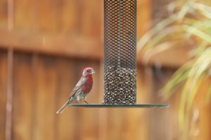 mangeoire à oiseaux