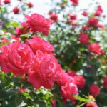 Comment tailler des rosiers qui ont poussé trop haut pour favoriser une croissance saine
