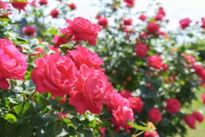 Beautiful Blooming Red Rose Flower Close Up On Roses Bush Background