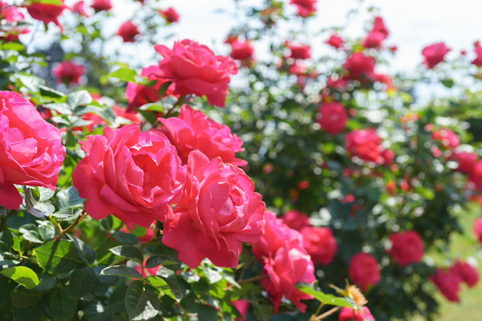 Beautiful Blooming Red Rose Flower Close Up On Roses Bush Background