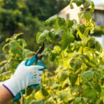 Sauge arbustive : taille et entretien pour un jardin éclatant