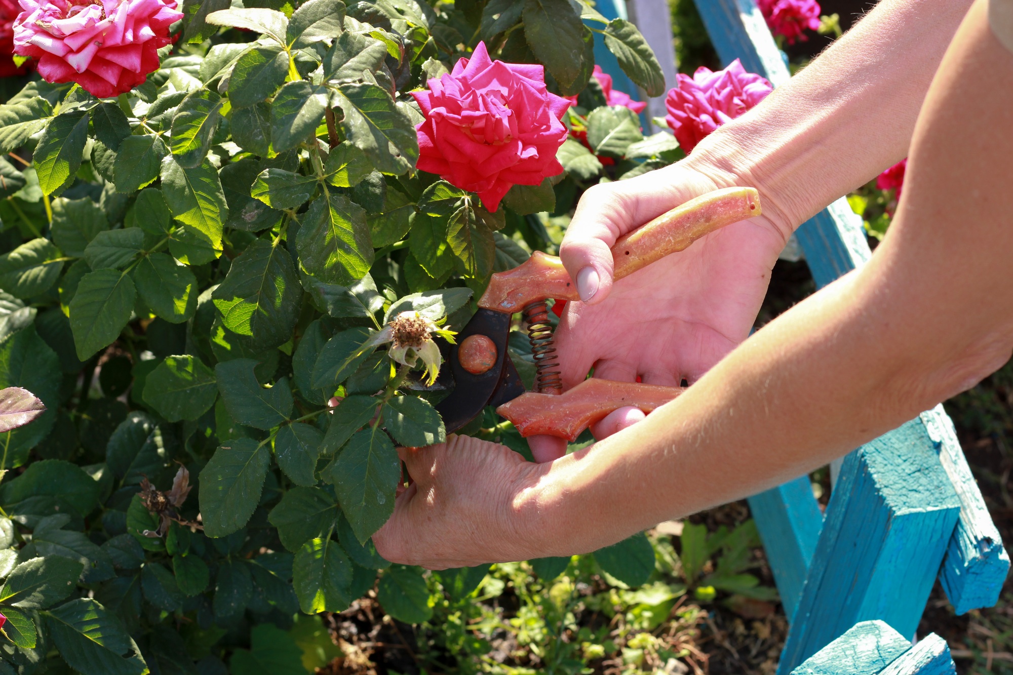 woman's hands pruning pink garden roses