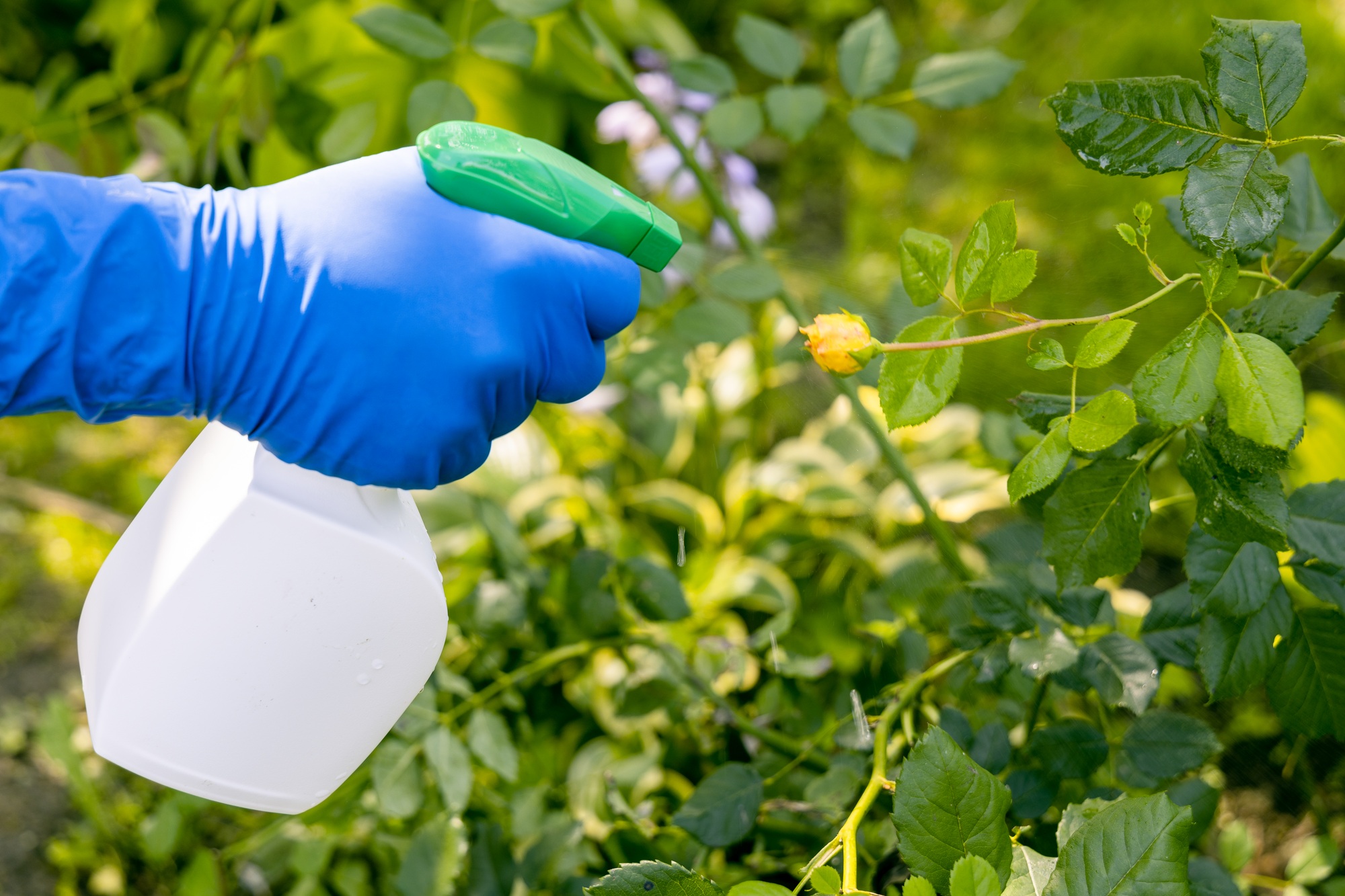 treatment in the garden of young shoots of roses from aphids, whiteflies and insect pests
