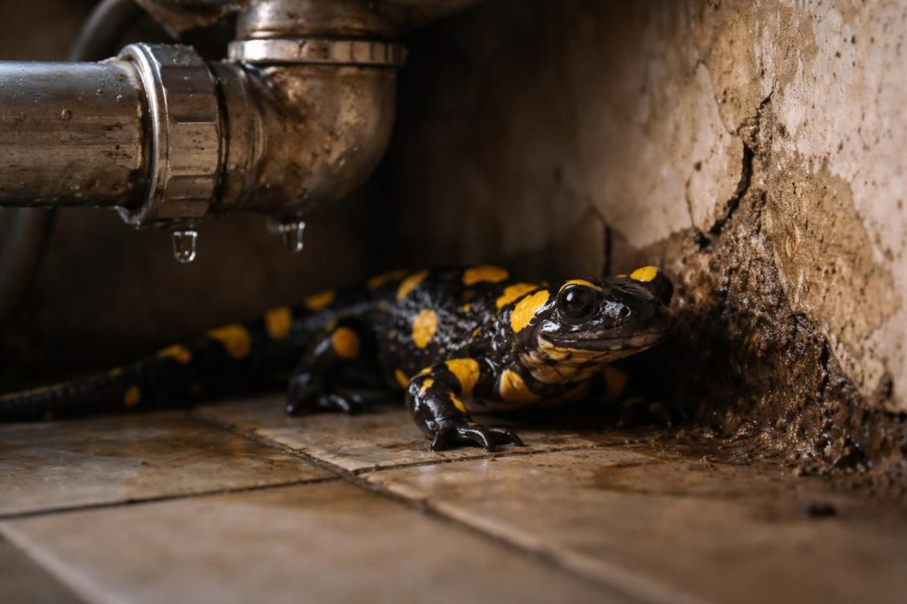 apprenez à identifier les signes de la présence dangereuse d'une salamandre dans votre maison pour agir rapidement et assurer votre sécurité.