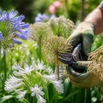 De l&rsquo;importance de savoir si faut il couper les fleurs fanées des agapanthes