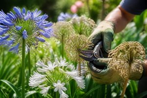 découvrez pourquoi il est essentiel de couper les fleurs fanées des agapanthes pour favoriser une meilleure floraison et maintenir la santé de la plante.