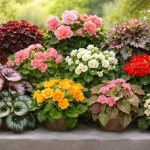 Top 10 des toutes les sortes de bégonias à essayer cette année